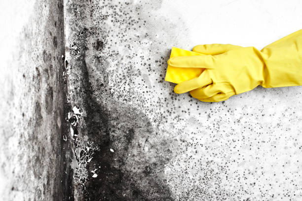 Best Office Mold Removal Services  in Heber, CA