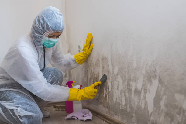 Best Toxic Mold Removal  in Heber, CA