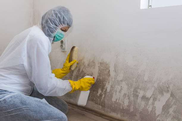 Best Mold Damage Repair  in Heber, CA