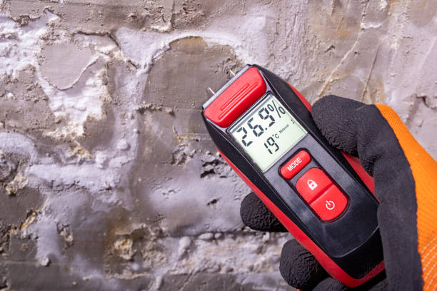 Best Black Mold Removal  in Heber, CA