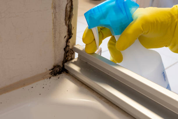 Heber, CA Mold Removal Company