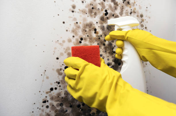 Best Mold Remediation  in Heber, CA