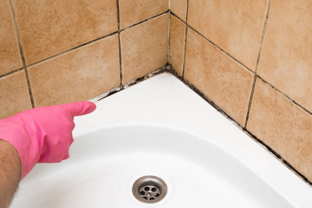 Best Best Mold Removal Companies  in Heber, CA